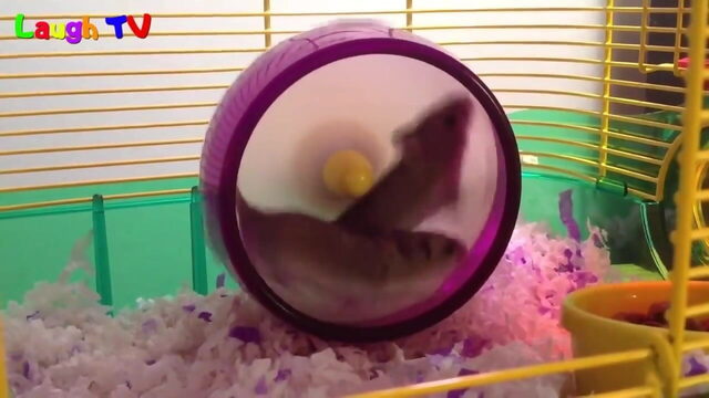 first hamster vid