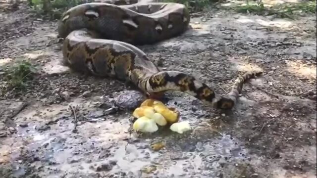 Питон испражняется / Python snake poop