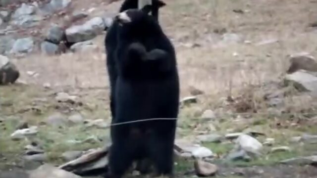 Funny Bear Pole Dancing